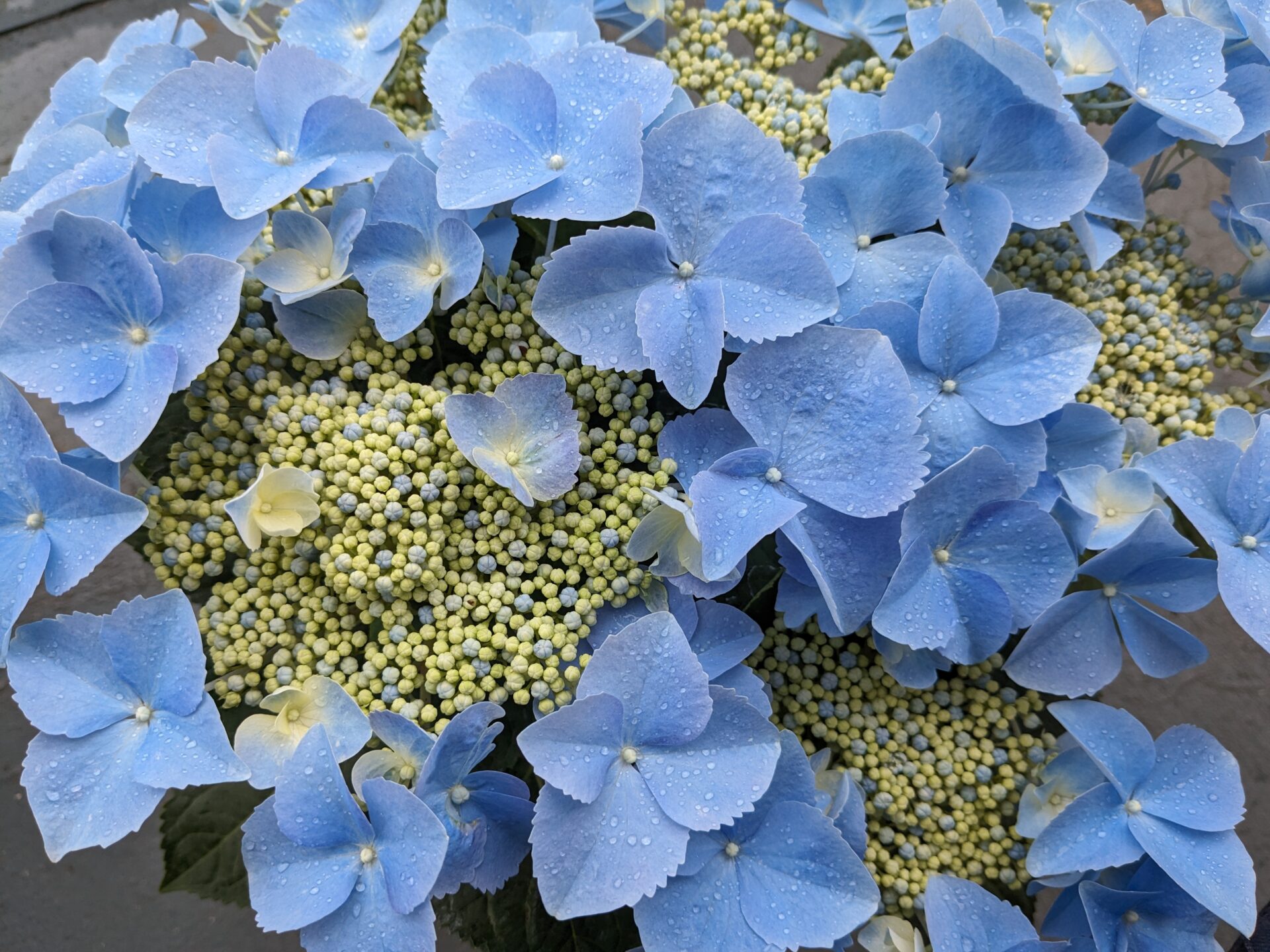 二十四節気……芒種…梅雨に突入し、湿気で重だるく感じる季節